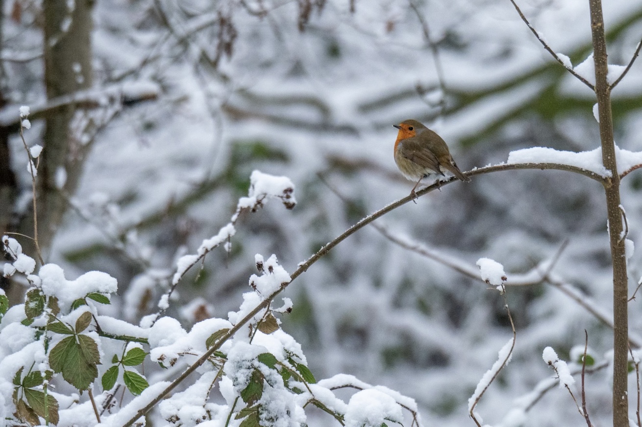 Foto van de maand — december 2026