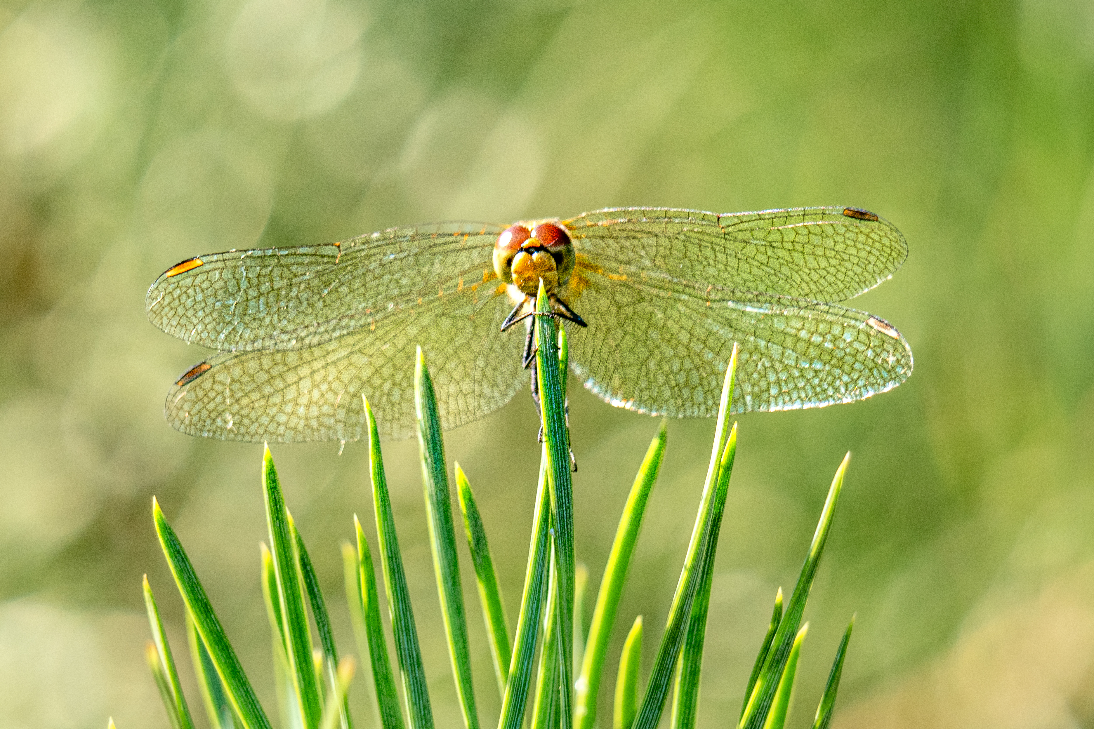 Foto van de maand — juni 2026