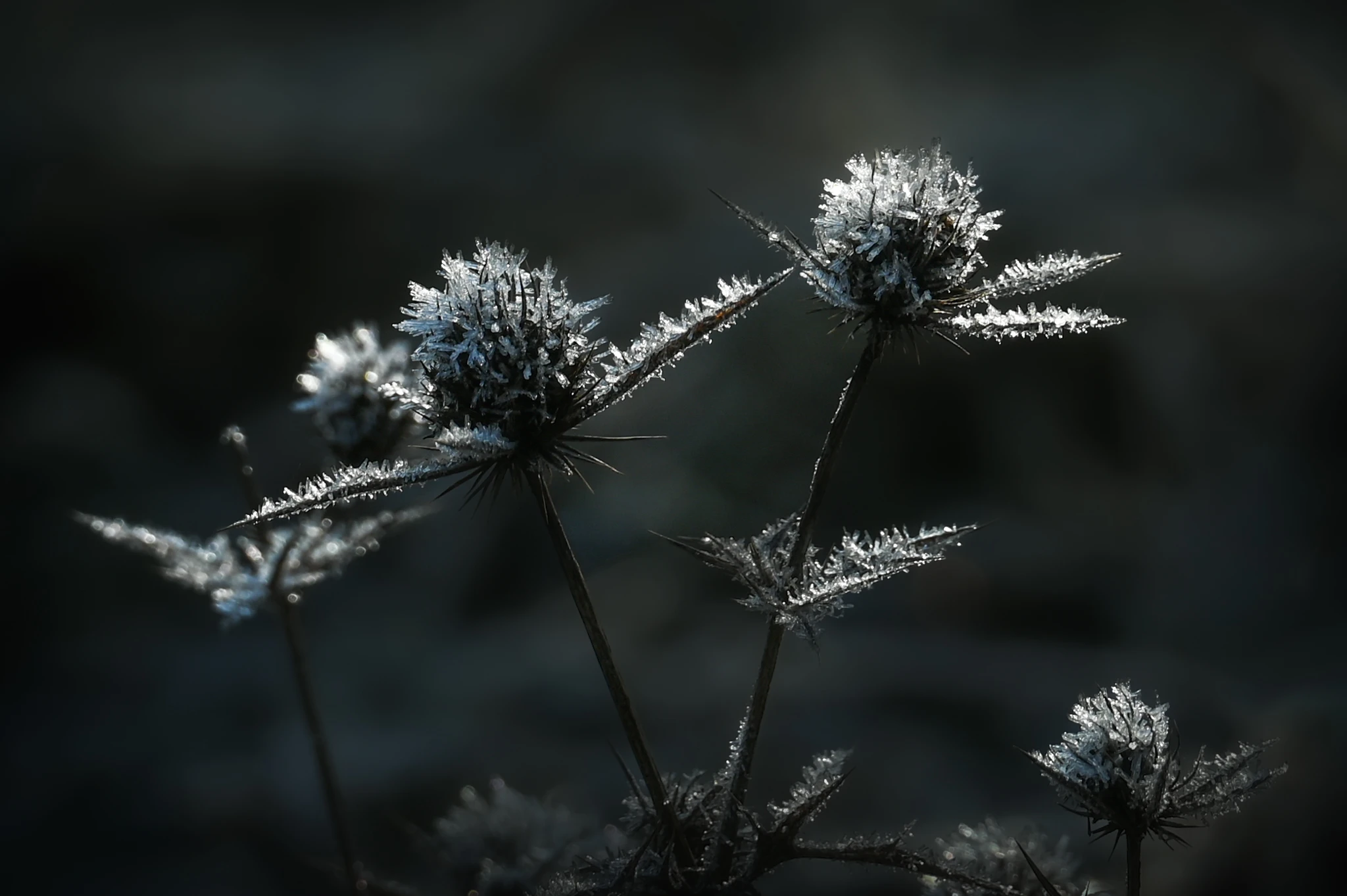 Bisonbaai in wintersfeer