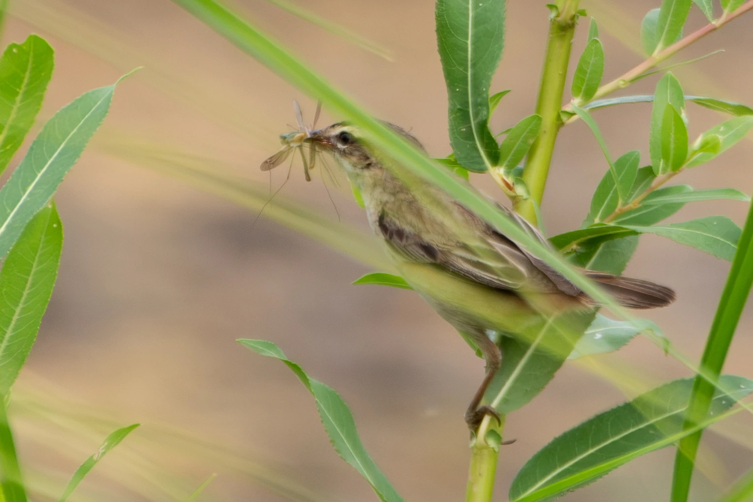 2026-07-05 Ooijpolder