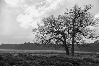 Ine_2026_01_25naamloos-18