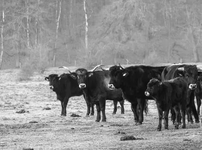 Ine_2026_01_25naamloos-18