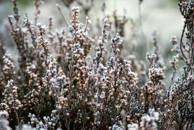 Planken Wambuis-0064