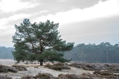 Planken Wambuis-0064