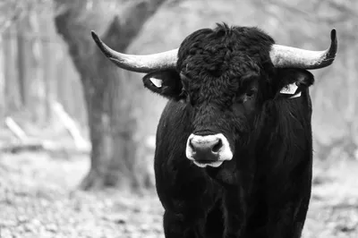 Planken Wambuis-0064