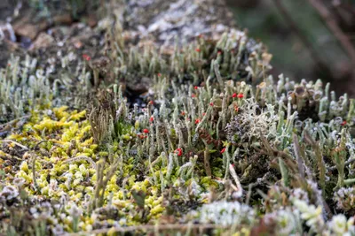 Planken Wambuis-0064