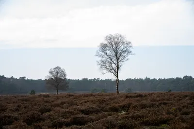 Planken Wambuis-0064