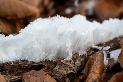 Planken Wambuis-0064