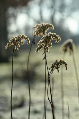 Bisonbaai in wintersfeer