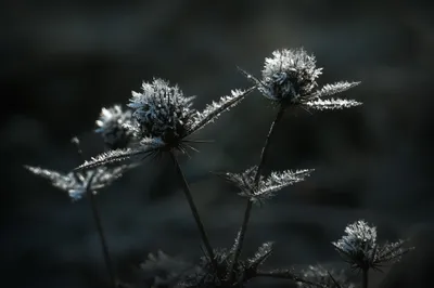 Bisonbaai in wintersfeer