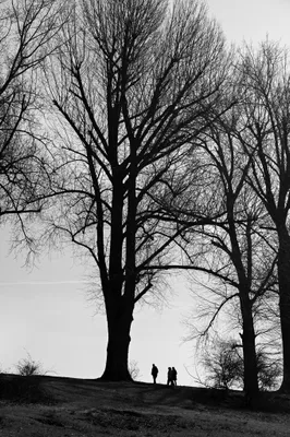 Bisonbaai in wintersfeer