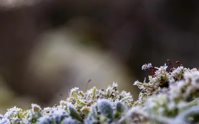 Ine_2026_02_15naamloos-3