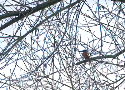 Ine_2026_02_15naamloos-3