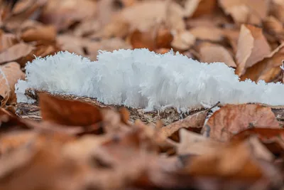 202601 Planken Wambuis