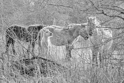 202602 Bisonbaai, Alert