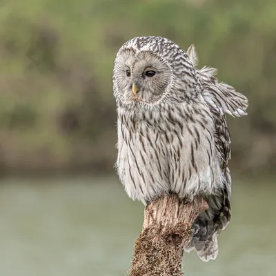 202504 De Valk Roofvogels