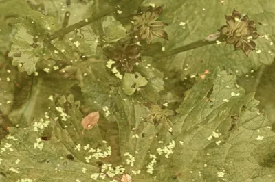 202505 Belmonte Arboretum