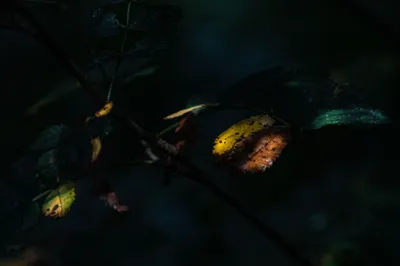 202507 Landgoed De Hamert, Wellerlooi