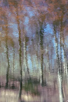 Schilderij in het bos