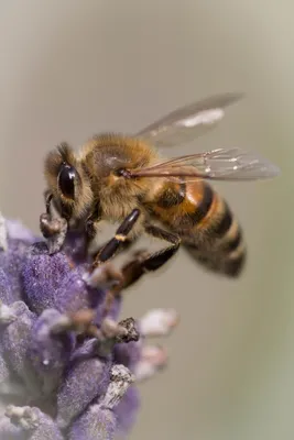 Bij klein (Aangepast)