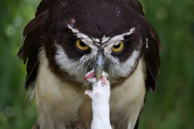 Bij klein (Aangepast)