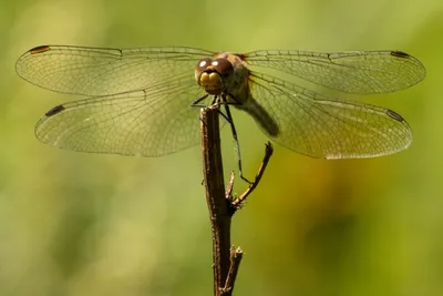 20160520-IMG_9736 (Aangepast)