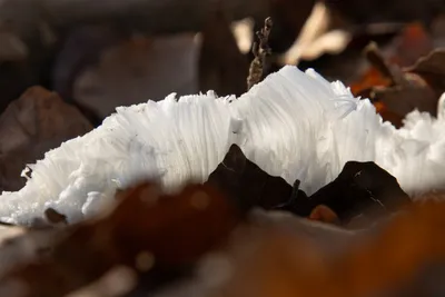 20230203-IMG_6463-bewerkt (Aangepast)