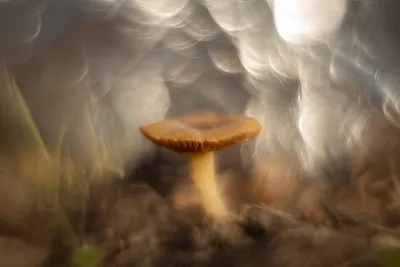 Paddenstoel in de lente