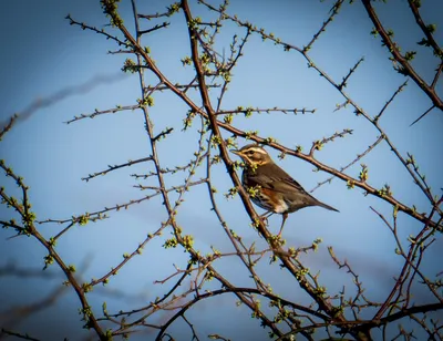 Vreemde vogels Kraaijenbergse Plassen