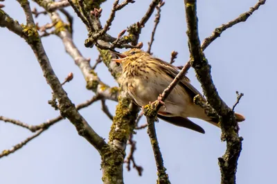 Hoog in de takken klinkt zijn lied