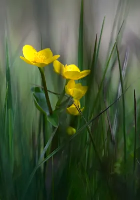 Lentekleuren in De Bruuk