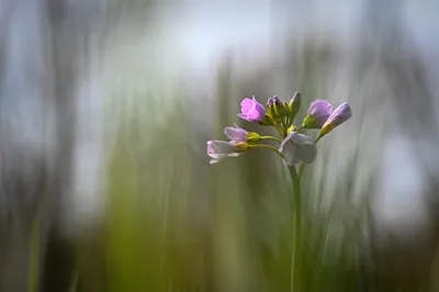 Lentekleuren in De Bruuk
