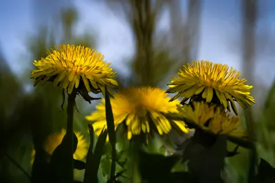 Lentekleuren in De Bruuk