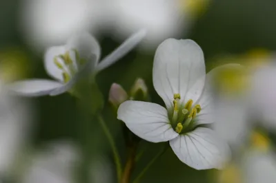 Lentekleuren in De Bruuk