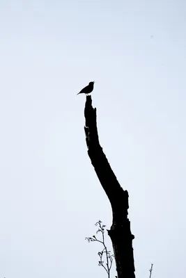 Het hoogste lied (boompieper)