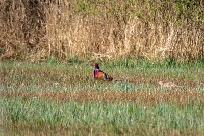 Moerasgebied De Bruuk