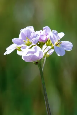 Moerasgebied De Bruuk