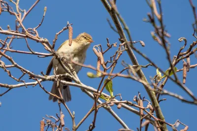 Moerasgebied De Bruuk