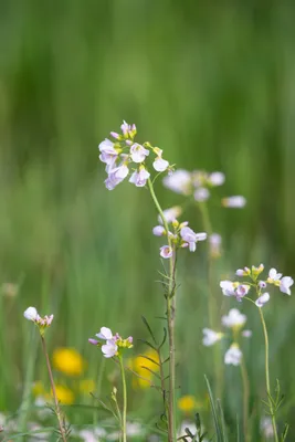 Moerasgebied De Bruuk