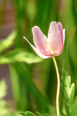 Moerasgebied De Bruuk