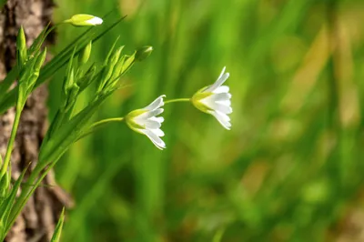 Moerasgebied De Bruuk