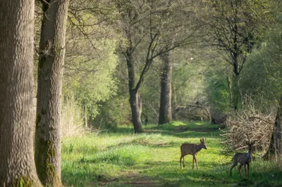 Moerasgebied De Bruuk