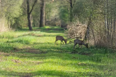 Moerasgebied De Bruuk