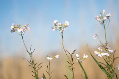 Moerasgebied De Bruuk