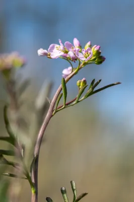 Moerasgebied De Bruuk