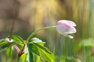 Moerasgebied De Bruuk
