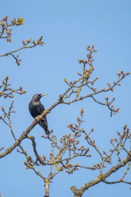 Moerasgebied De Bruuk