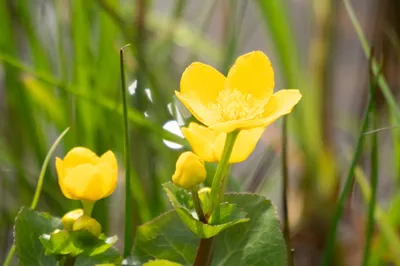 Moerasgebied De Bruuk