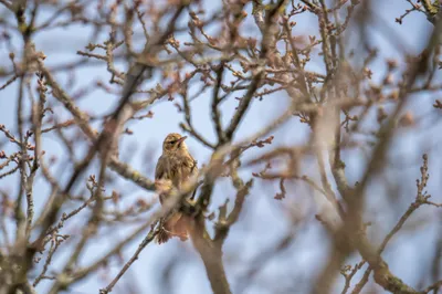 Moerasgebied De Bruuk