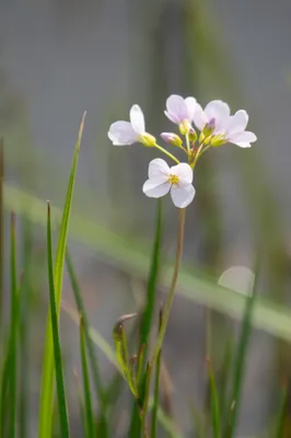Moerasgebied De Bruuk
